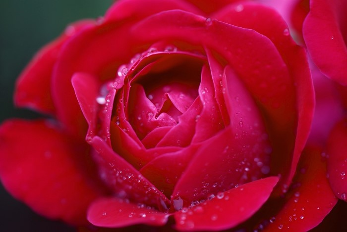 Close-up of a red rose with water droplets