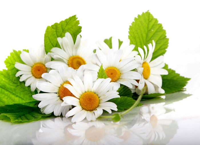 4K Camomiles with Foliage