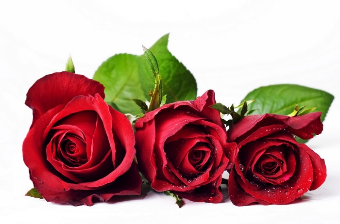 Three red roses with water drops