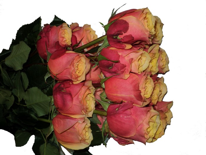 Bouquet of bicolor roses