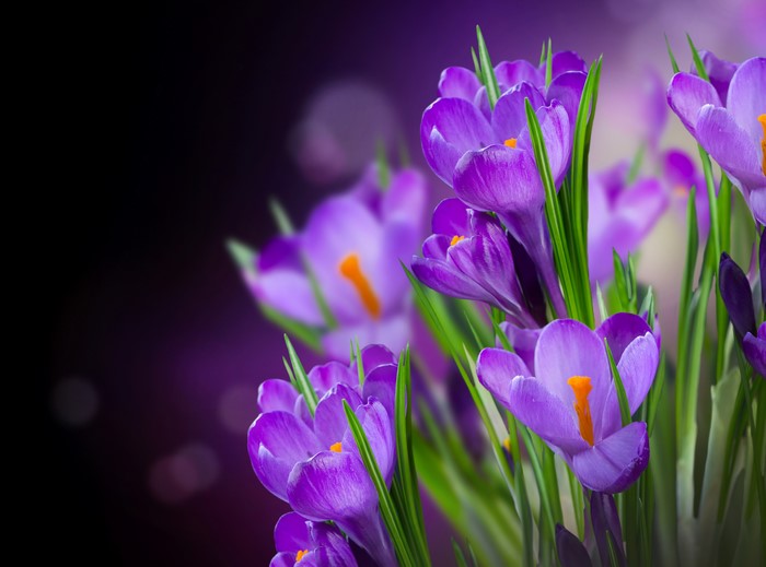4K Crocuses