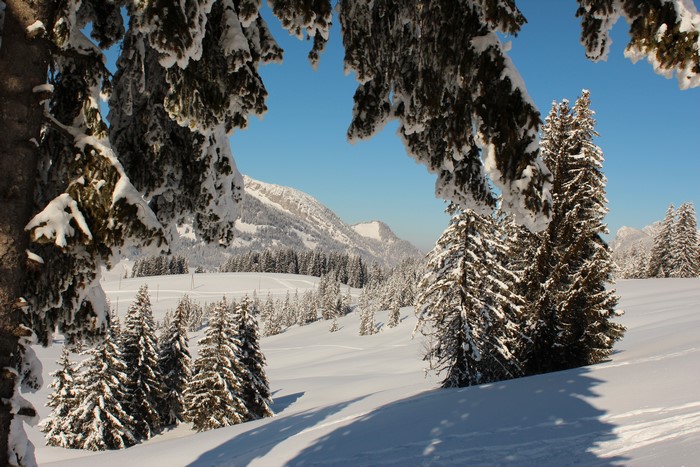 Winter landscape with snow-covered trees and mountains in Switzerland