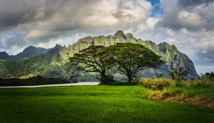 Two large trees in a green field with mountains and clouds