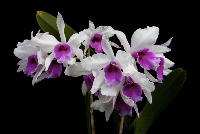 4K White Orchid