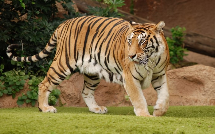 Tiger walking on grass in front of rocks and foliage
