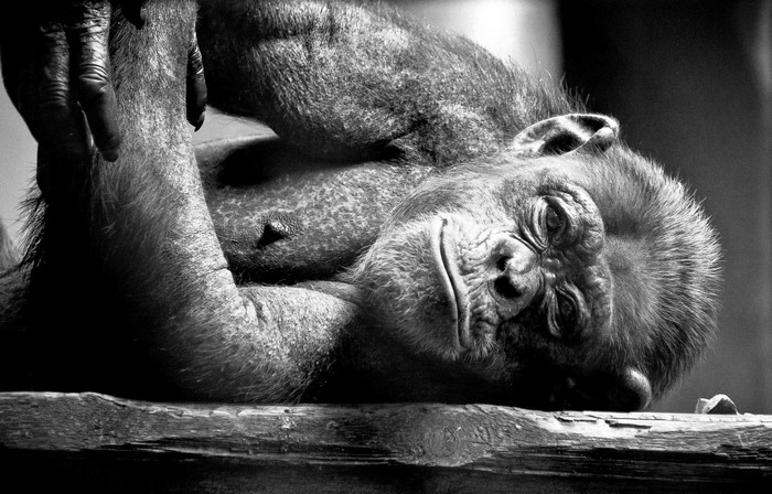 Gorilla resting on a wooden beam