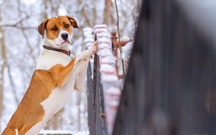 American Staffordshire Terrier in the snow