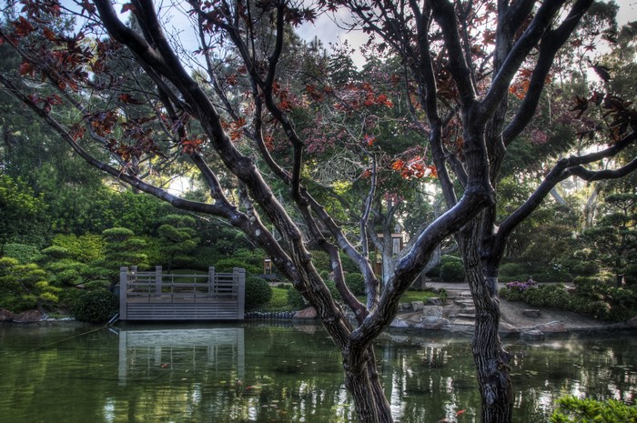 Earl Burns Miller Japanese Garden with Pond and Trees
