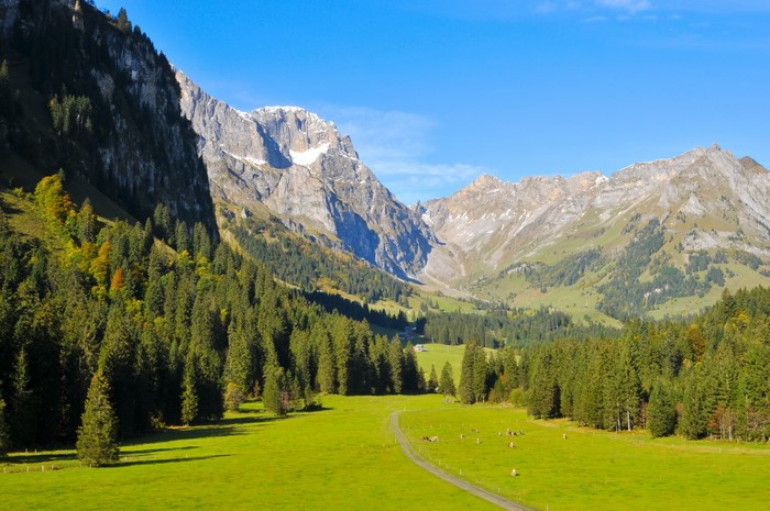 Mountain valley with green fields and pine forest