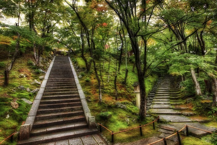Stone stairs leading up a mossy hill in a forest