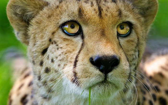 Close-up of a Cheetah's Face