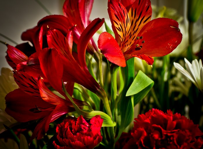 Red Alstroemeria Flowers