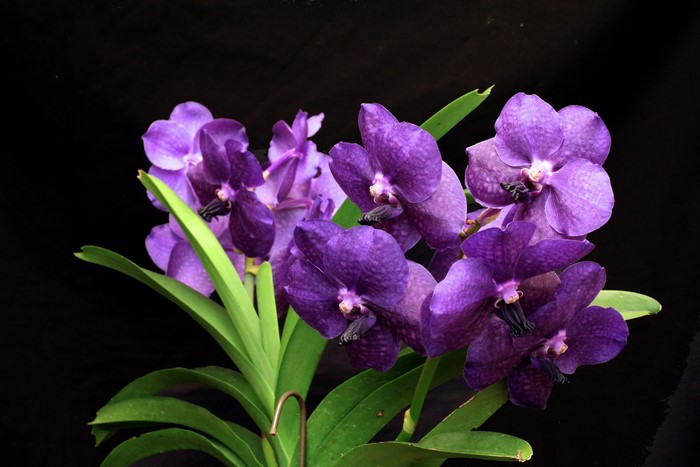 Purple Vanda Orchids with Green Leaves