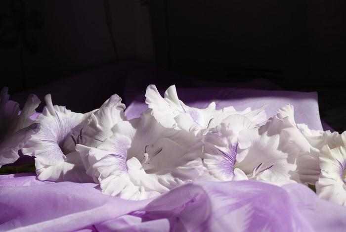 White Gladioluses on Purple Fabric