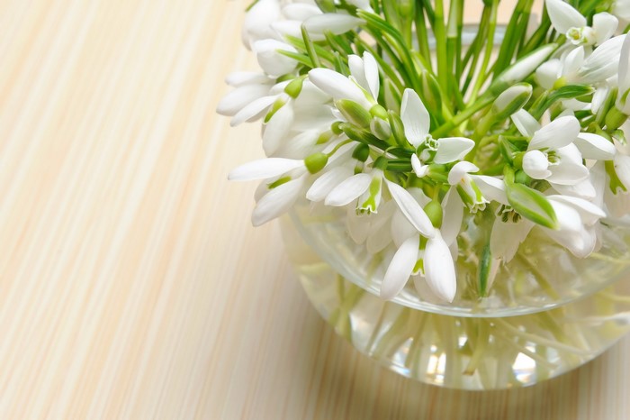 Snowdrops in a glass vase