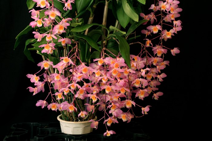 Pink orchids with orange centers in a pot
