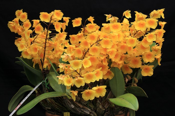 A cluster of bright yellow orchids in bloom