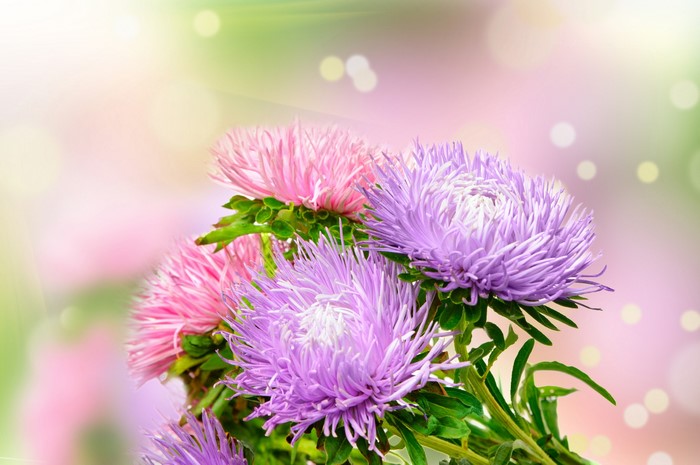 Pink and purple asters with green leaves