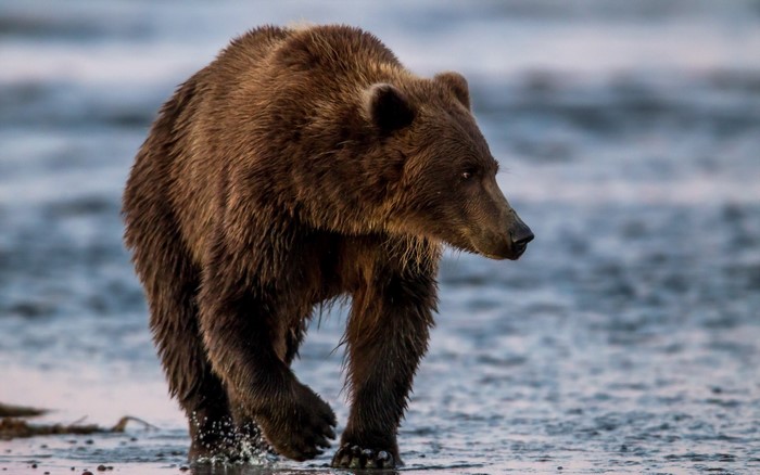Brown bear walking in shallow water