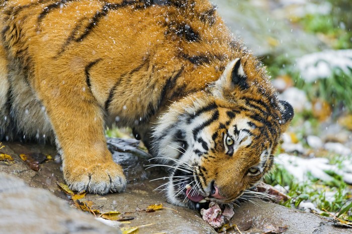 Tiger eating meat in the snow