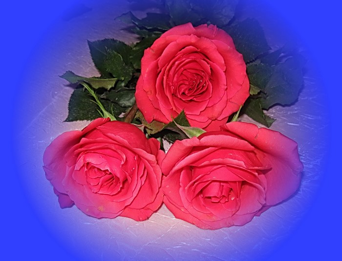 Three red roses with green leaves