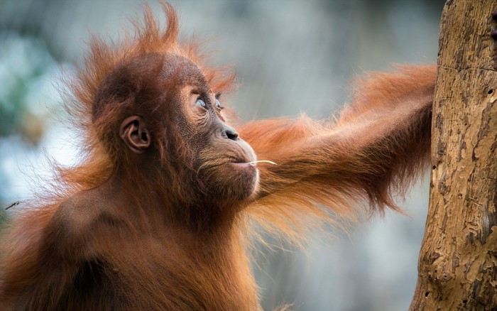 Orangutan with a piece of straw in its mouth
