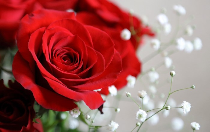 Red Roses with Baby's Breath