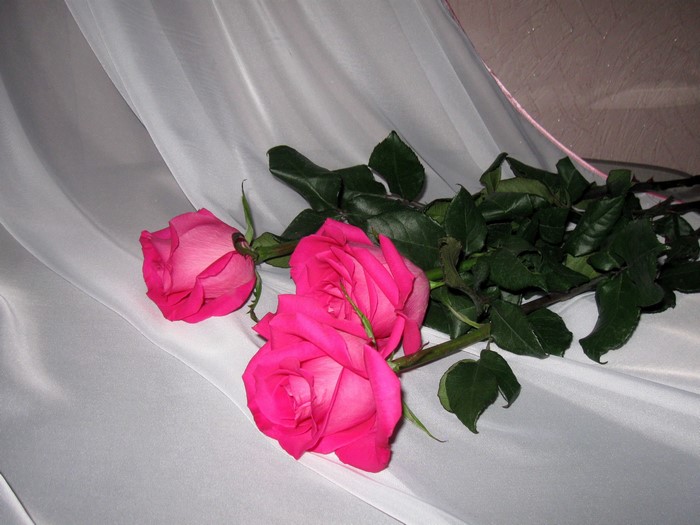 Three pink roses on white fabric