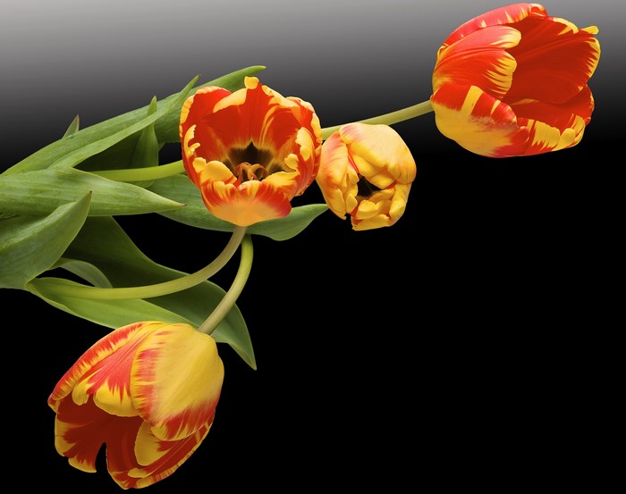 Four red and yellow tulips on a black background