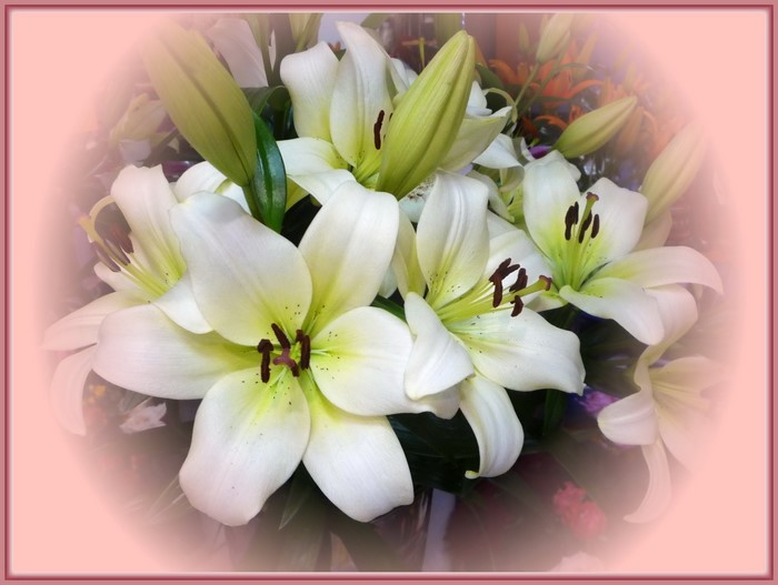White lilies in a bouquet