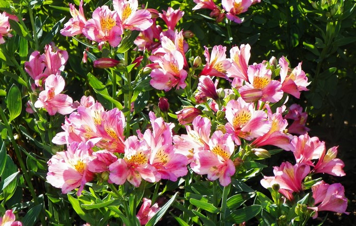 Pink Alstroemeria flowers in bloom