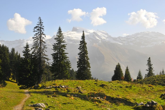 Mountain landscape with snow-capped peaks and pine trees in Switzerland