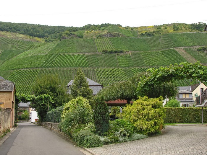 Vineyards on a hillside in Graach an der Mosel, Germany