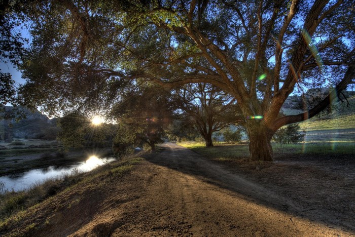 Road through trees by river in Malibu, California