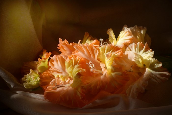 Peach and yellow gladiolus flowers on draped fabric