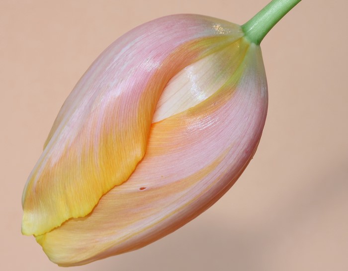 Close-up of a pink and yellow tulip bud