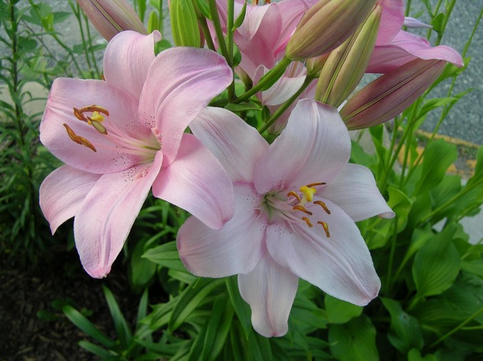 Pink lilies blooming in a garden