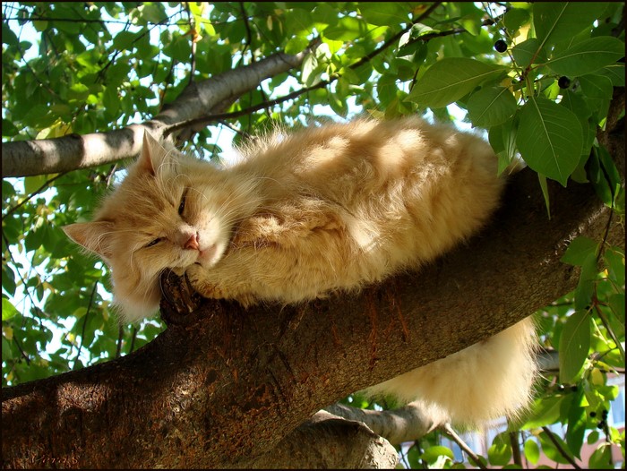 Fluffy cat sleeping on a tree trunk