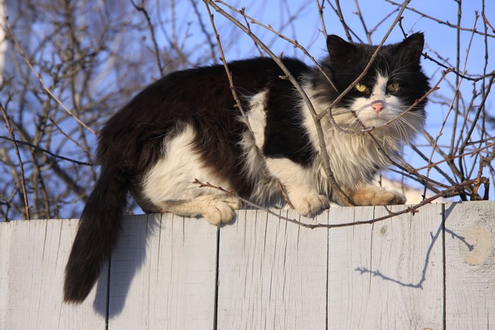Black and white cat on a fence