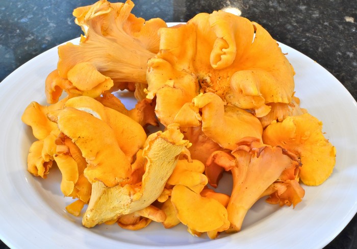 Yellow Chanterelle Mushrooms on a White Plate