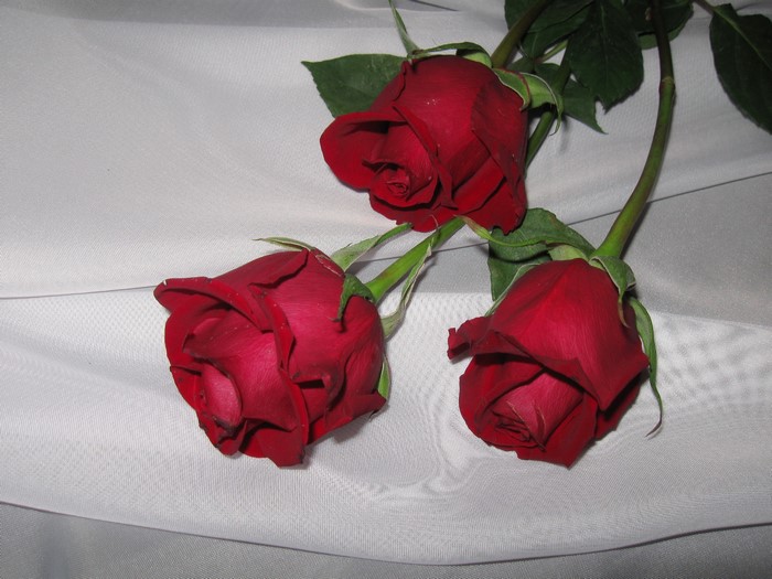 Three red roses on a white cloth