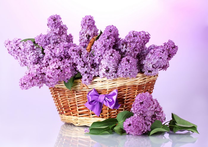 Basket of Lilacs with Purple Bow