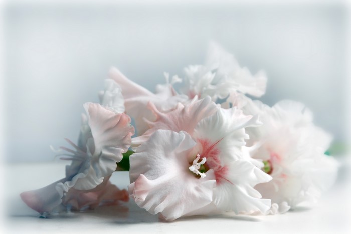 White and pink gladiolus flowers
