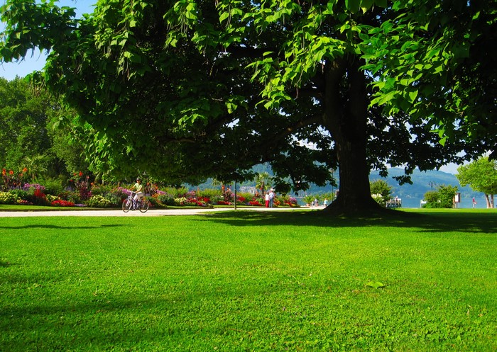 Park with a large tree, flowers, and a person cycling