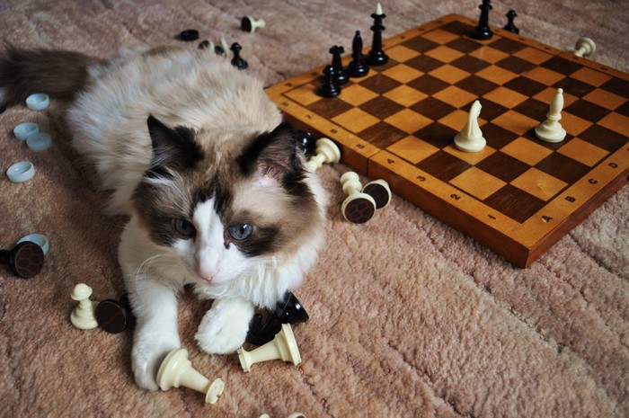 Ragdoll Cat Plays Chess