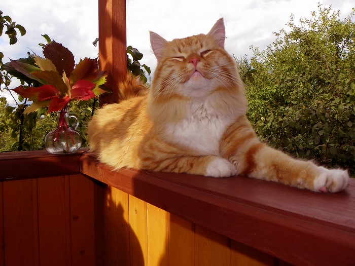 Orange cat relaxing on a wooden porch