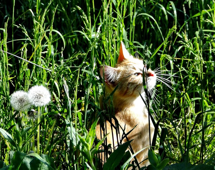 Ginger cat in tall green grass with dandelions