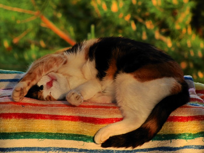 Calico cat sleeping on a striped blanket