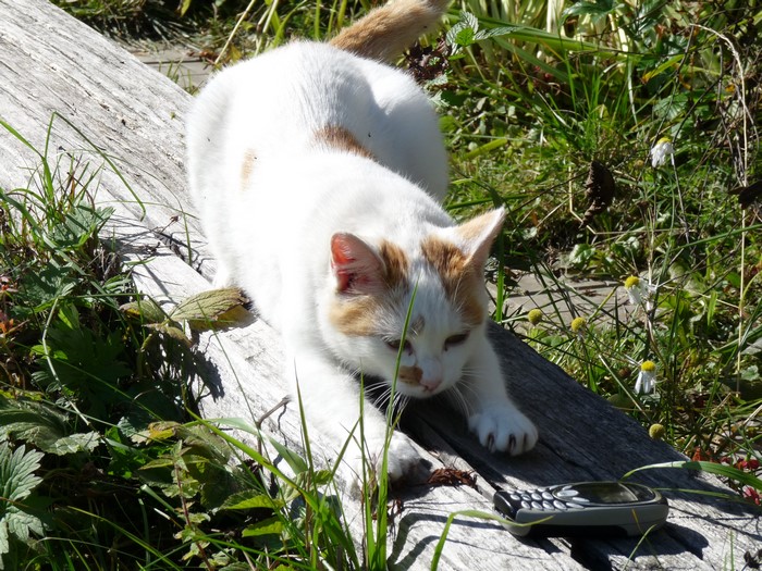 Cat stretching on a log with a cell phone