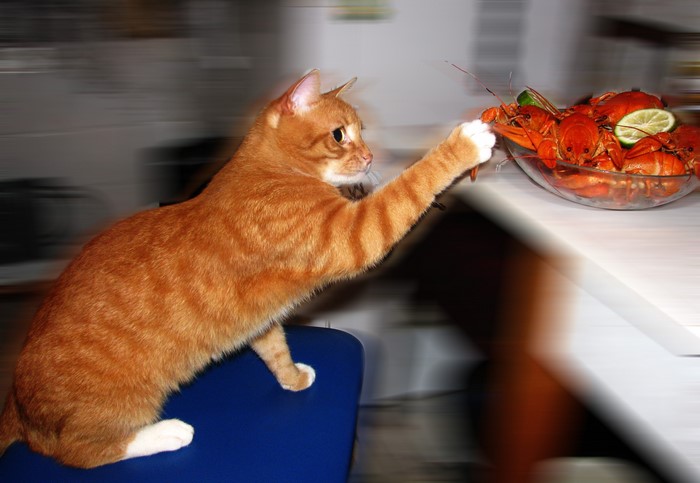 Ginger cat reaching for crayfish
